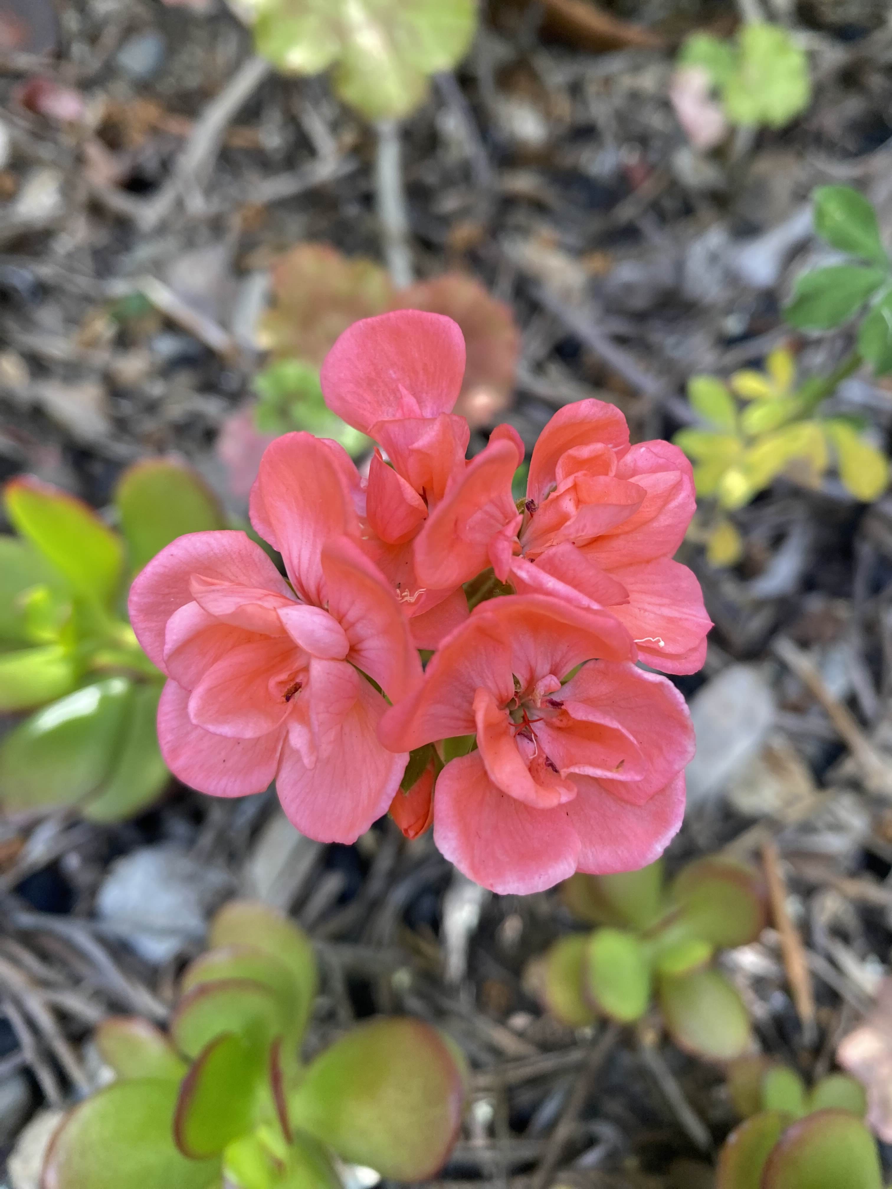 Pink Flower